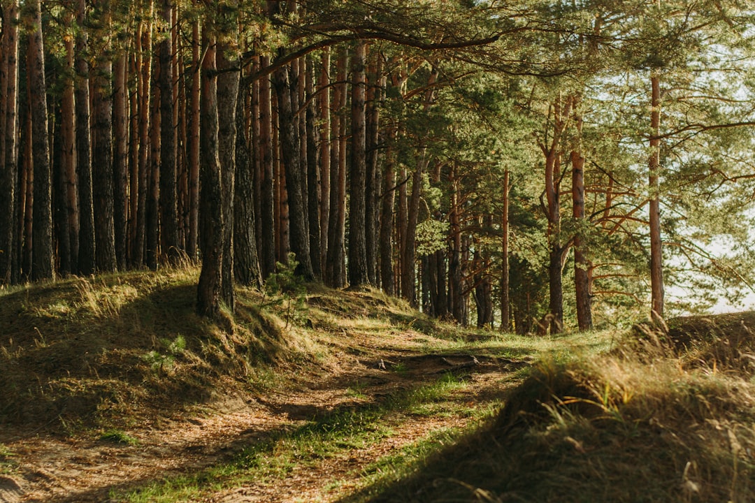 Sustainable Forest